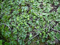 Plant Division: Hepaticophyta